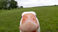 goose's picture
