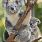 Koala King's picture