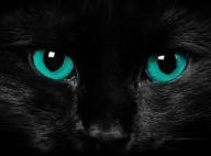 avatar/83011 image
