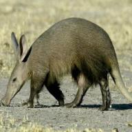 Aardvark's picture