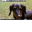 Tabby Cursor.ani