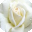rosa blanca1.cur