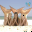 t5_3400660.cur