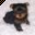 cute yorkie.cur