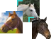 Horses Teaser