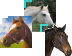 Horses