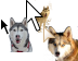 Gone to the Snow Dogs Teaser