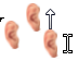 Ear