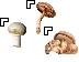 Mushroom Teaser