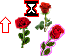 Random Roses & Other Flowers Teaser