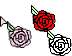 Roses Teaser