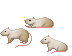 Siamese Rat