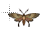 Moth normal select.ani