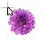 Purple Dahlia.cur