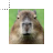 Capybara.cur Preview