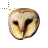 owl.cur Preview