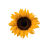 flower boy- sunflower busy.ani Preview