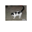 white_black_cat.cur Preview