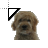 Goldendoodle.cur Preview