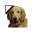 Golden Retriever.cur Preview