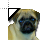 Pug.cur