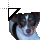 Rat Terrier.cur Preview