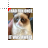 Grumpy Cat.cur Preview