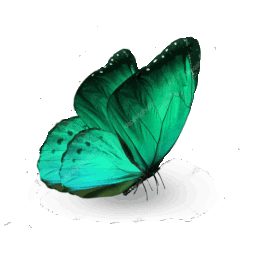 Depositphotos_22796564-stock-photo-green-butterfly-isolated-on-w Icon