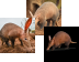 Aardvark Teaser