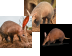 Aardvark