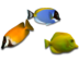 Oceanic Fish Teaser