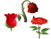 Rose Life Cycle Cursors Teaser