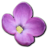 lilac 1 flower.ico