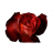 red_rose_2-wide432-256x256x32.ico Preview