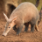 Aardvark 2016.ico Preview