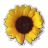 Sunflower.ico Preview
