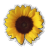 Sunflower.ico