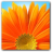 Windows 7 Flower Icon.ico