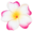 flower.ico Preview