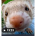 ferrets r da best.png Preview