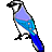 Blue Jay.ico