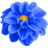 Dahlia-Blue.ico