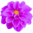 Dahlia-Lilac.ico