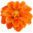 Dahlia-Orange.ico