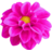 Dahlia-Pink.ico