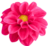 Dahlia-Rose.ico Preview