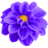 Dahlia-Violet.ico