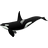 orca4.ico