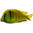 Yellow Fish.ico