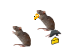 Rats